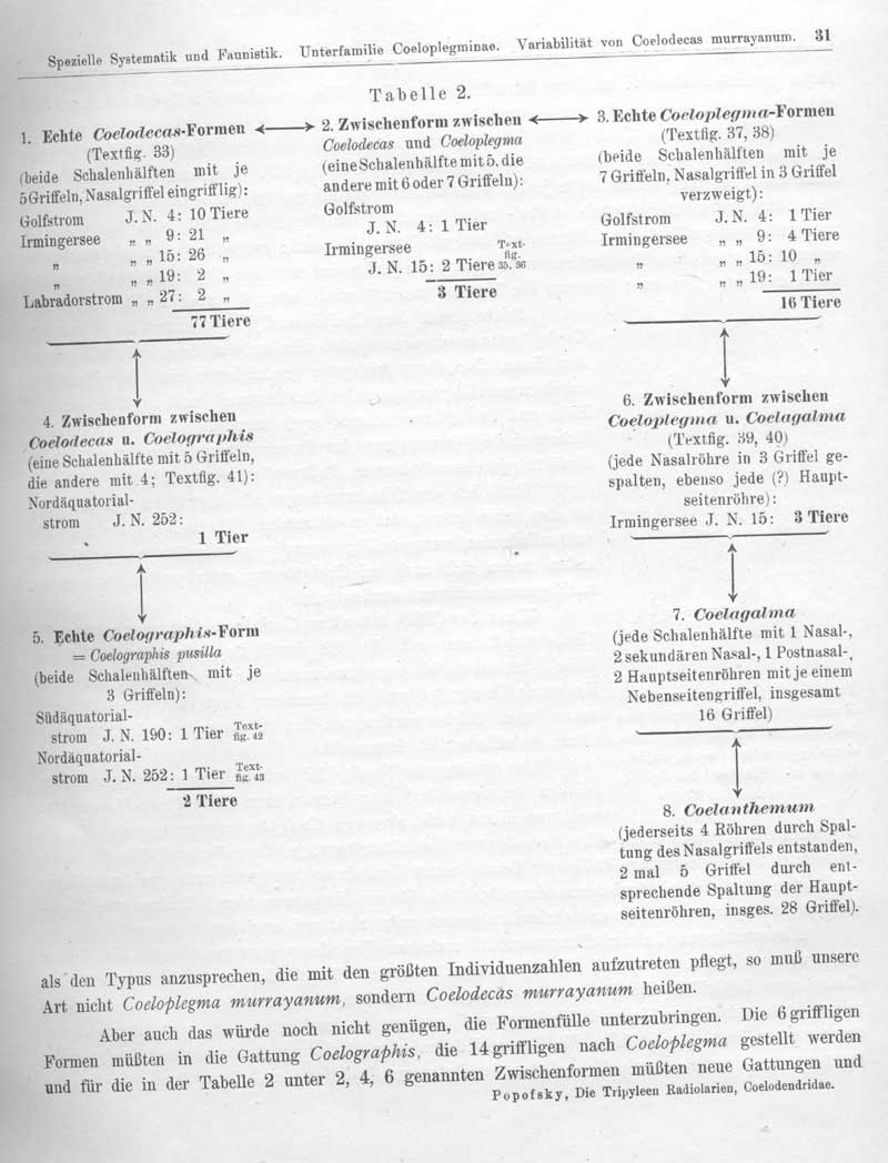 Radiolaria Org Archive Popofsky 1926